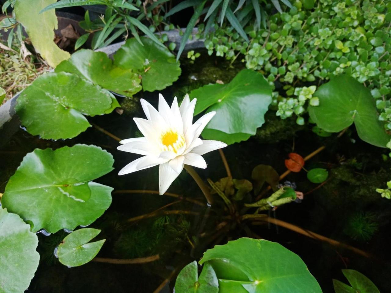 A Lanna Boutique House Otel Chiang Mai Dış mekan fotoğraf